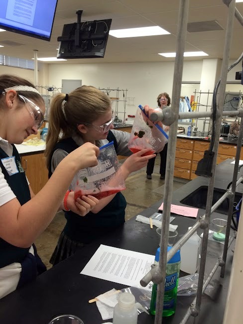 Two biochemists (who might not know it yet) extracting DNA from strawberries; Sheryl Loux oversees